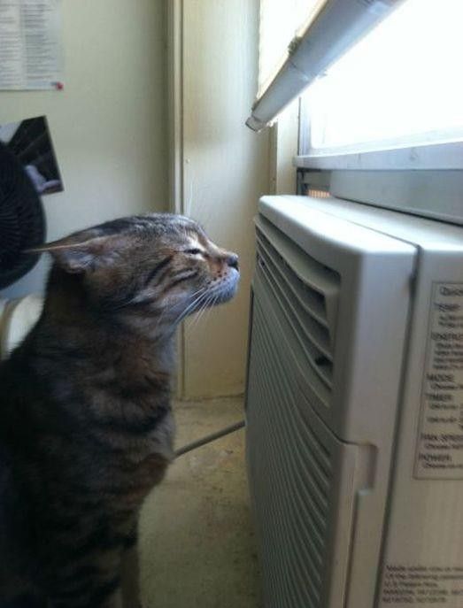 Коты и Кошки