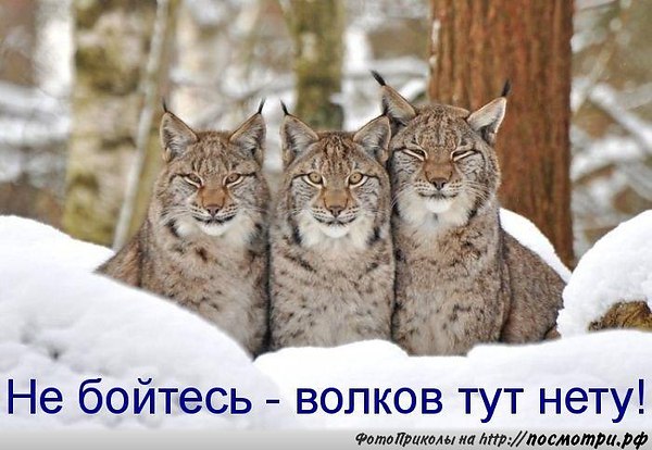Живность из сети