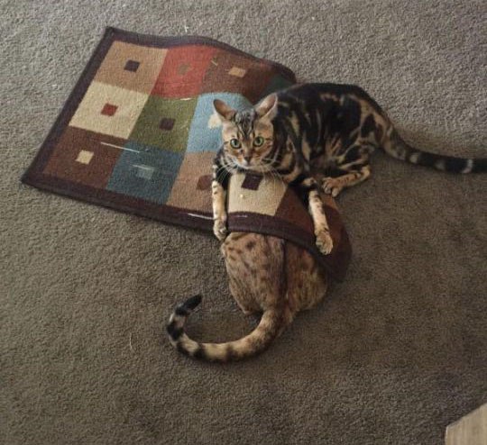 Коты и Кошки
