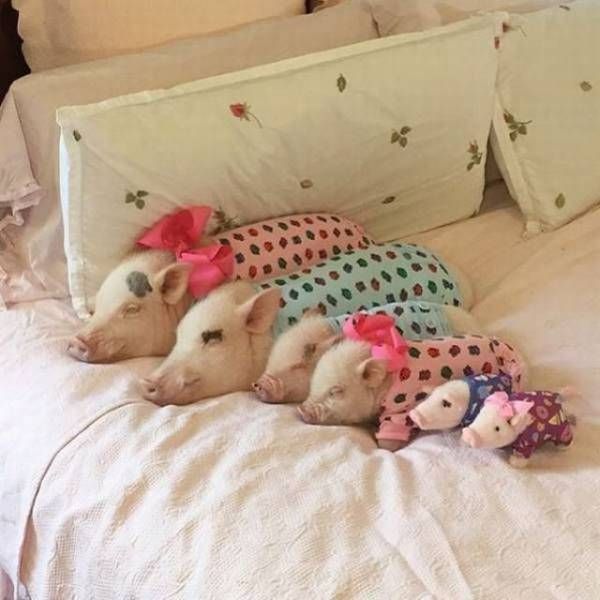 Всякая всячина