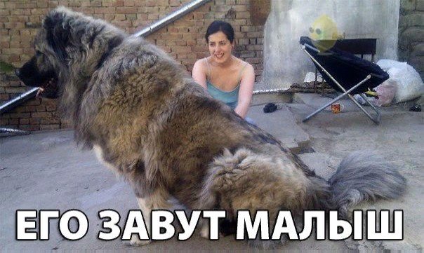 Подборка забавных животных