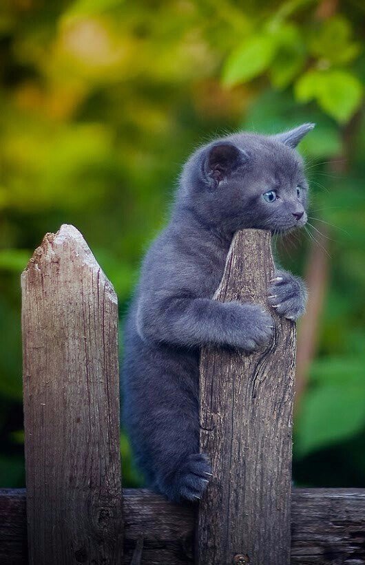 Коты и Кошки