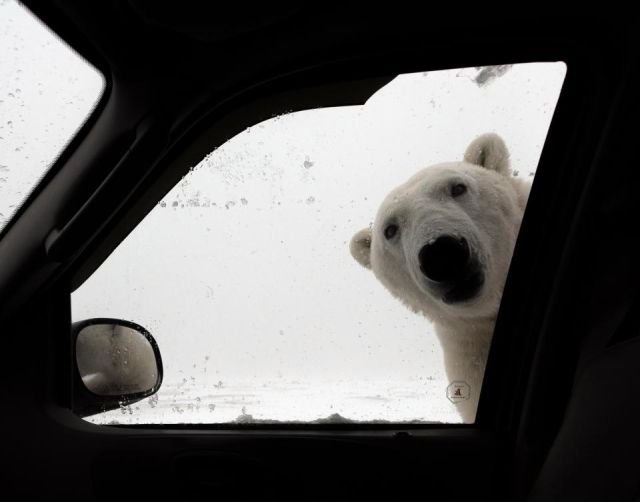 Подборка забавных животных