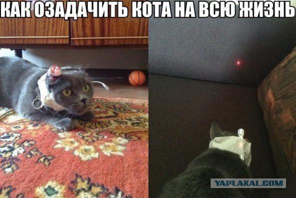 Кошачий тайник!