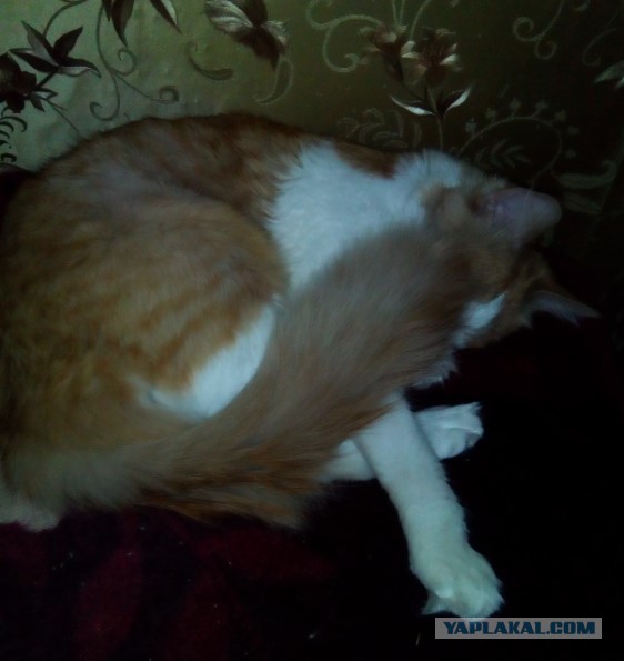 Котовторник 30.01.2018