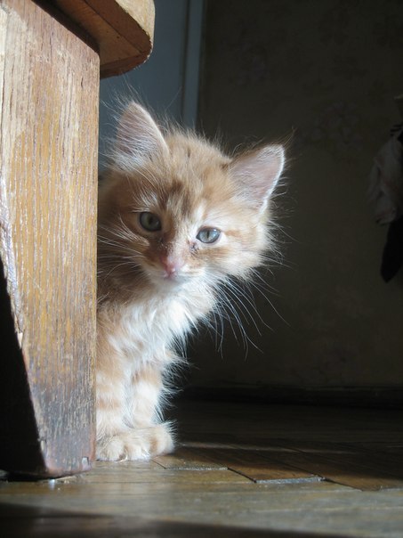 Прикольных котов пост