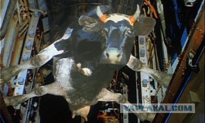 Алени и счастье