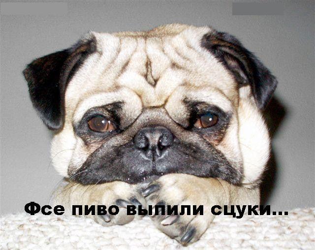 Прикольные собаки