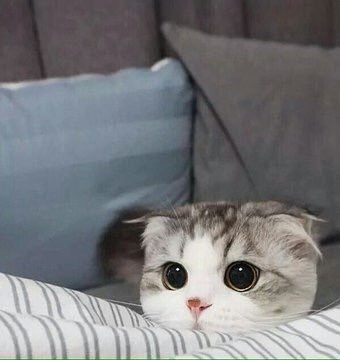 Немного милоты