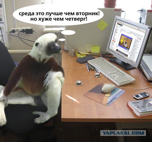 Лемуры на среду