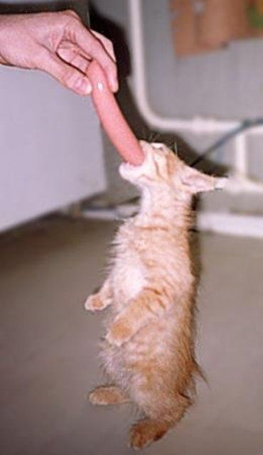 УРРААА ! Котовторник на ЯПлакалъ !
