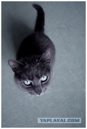 Котовторник на 03.02.2009