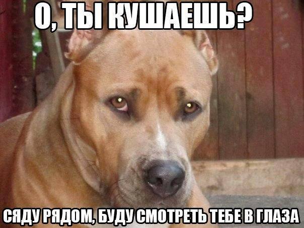 Их глаза... (собакочетвергу посвящяется)