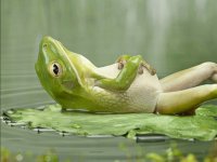 Степаненко потребовала от Петросяна более 1 млрд рублей