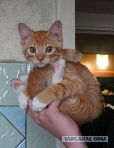 Котовторник 1.02.2011
