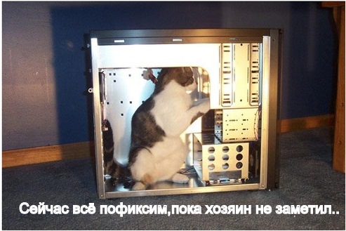 Котовторник