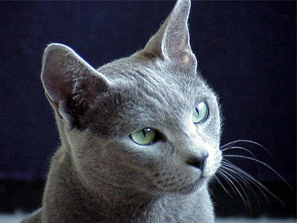 Прикольных котов пост