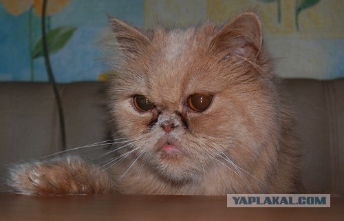 Котовторник в "КотоГетто"