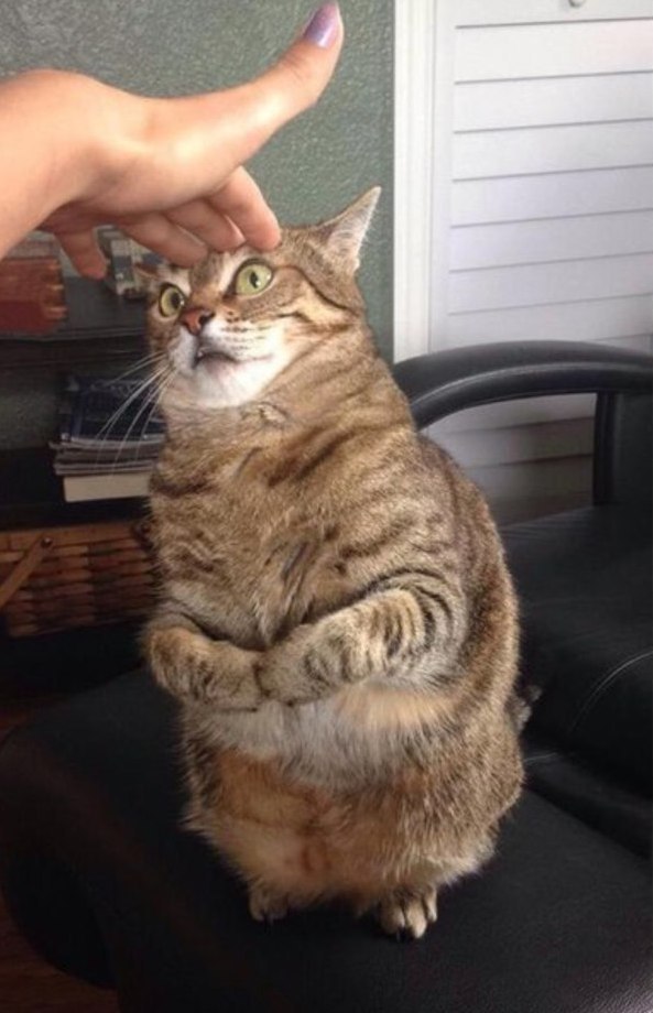 Прикольных котов пост