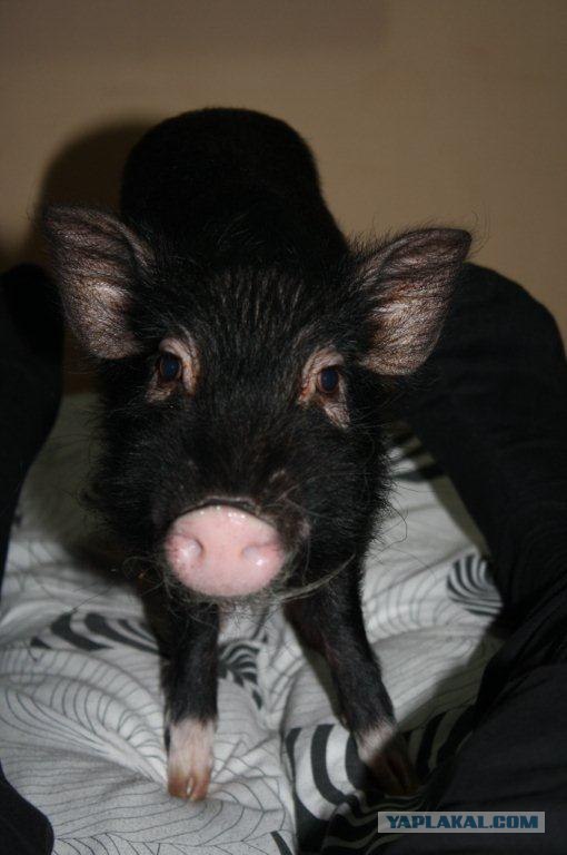 Разрешите представиться. Меня зовут Джоконда