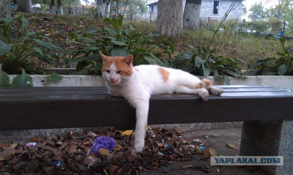 Котовторник 24.04.2012