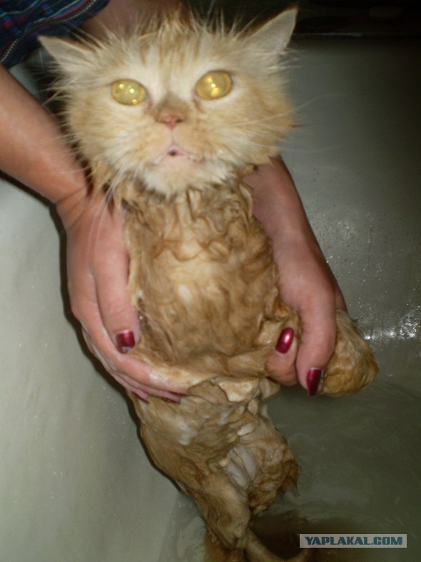 Котовторник   5.06.2012