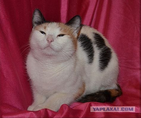 Котовторник ( 23.10. 2012. )
