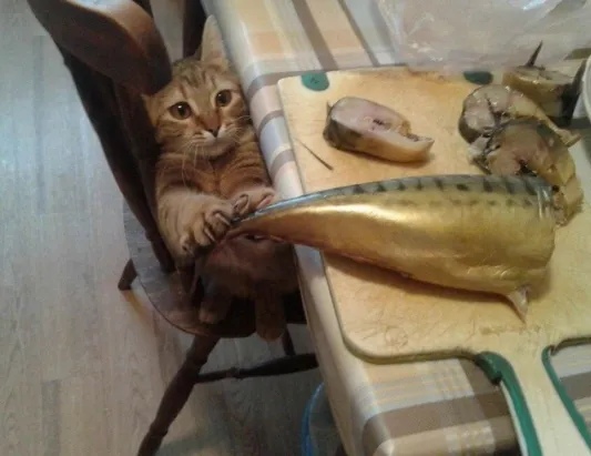Котовторник однако