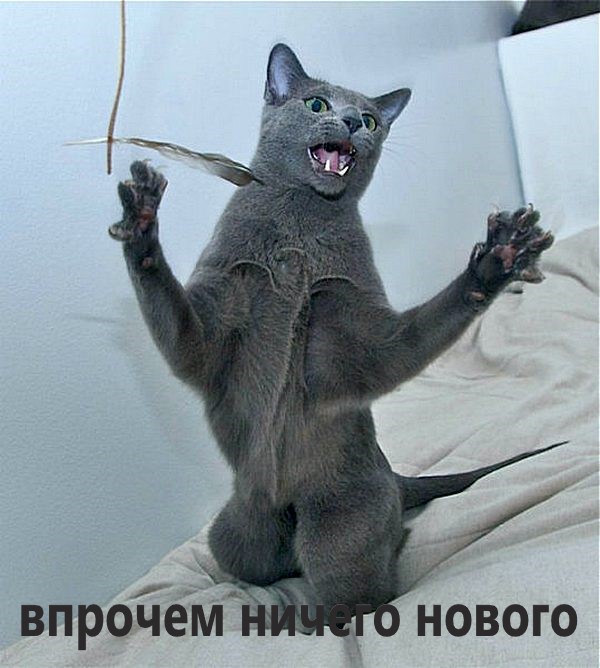 Коту потребовалась капельница с глюкозой после ночи в отеле для кошек