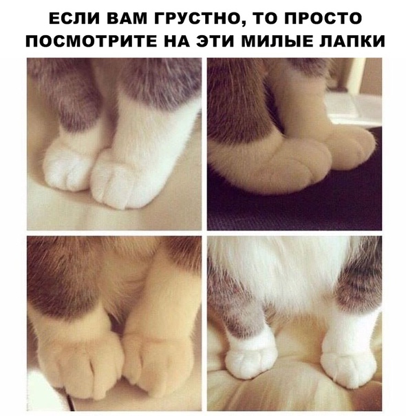 Картинки и мемы для настроения 25