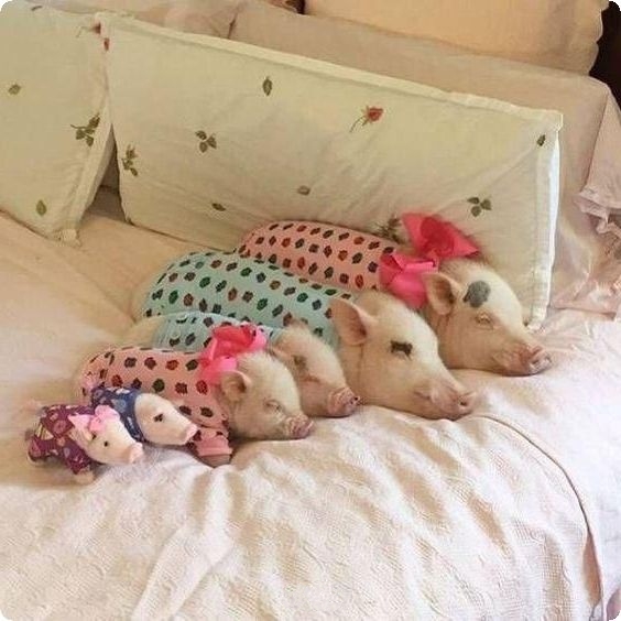 Живность из сети