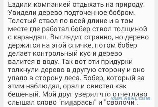 Бобер валит дерево ночью
