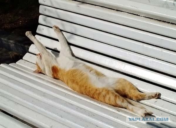 Я знал прикуп! Я в Сочи!