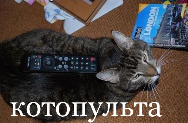 Смешные коты 25.08.20