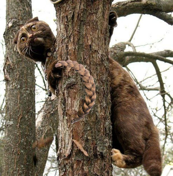 Фотожаба: Знатный Зверюга