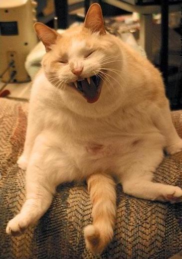 Котаны со странностями