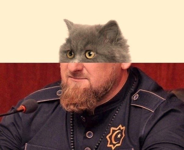 Девушки котовторника