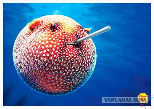 Китовая акула кушает