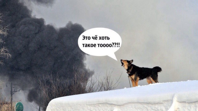 Кошки везде. Фотоманипуляции: животные и предметы с кошачьими мордами