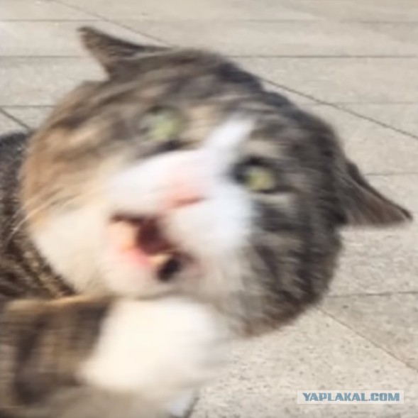 Кормим кота правильно