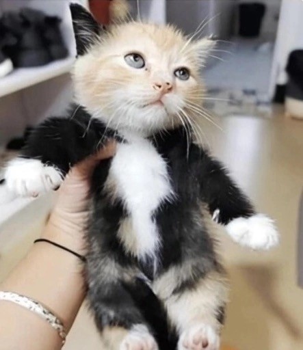 Котовторник Рыжих