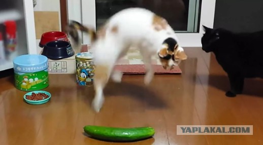 Чем наказывать за тапки?