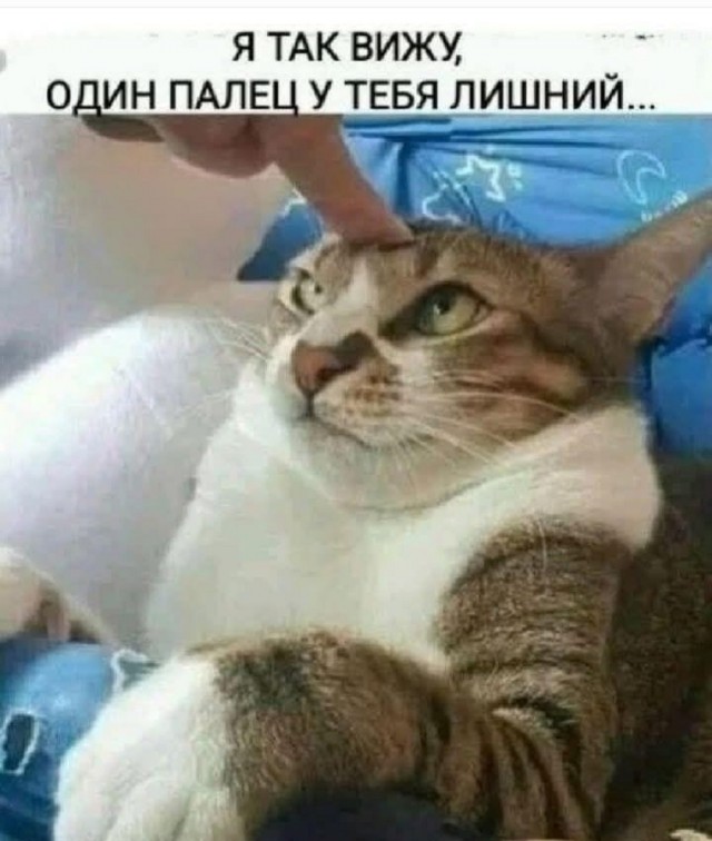 Веселое настроение в картинках (14.02.2025)
