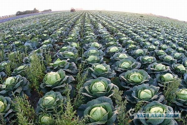 Буслы