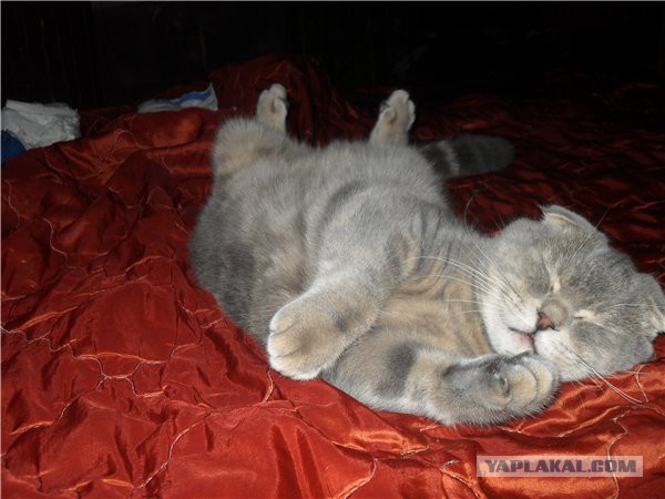 Котовторник  10.12.2013
