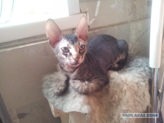 Котовторник 22.07.14