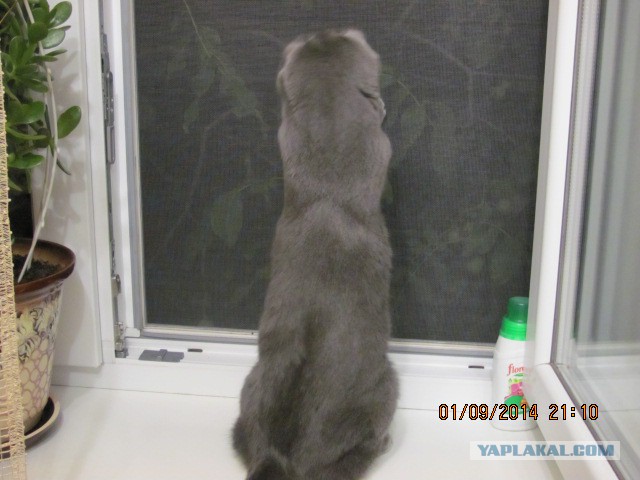 Котовторник 02.09.2014