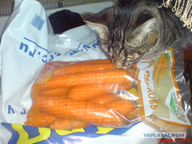 День кошек в России