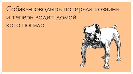 Признали виновной в краже собаки-поводыря.
