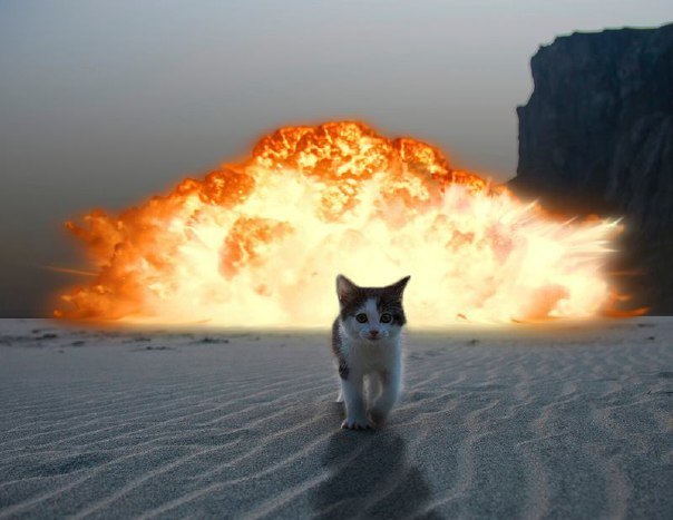 Котики - 3